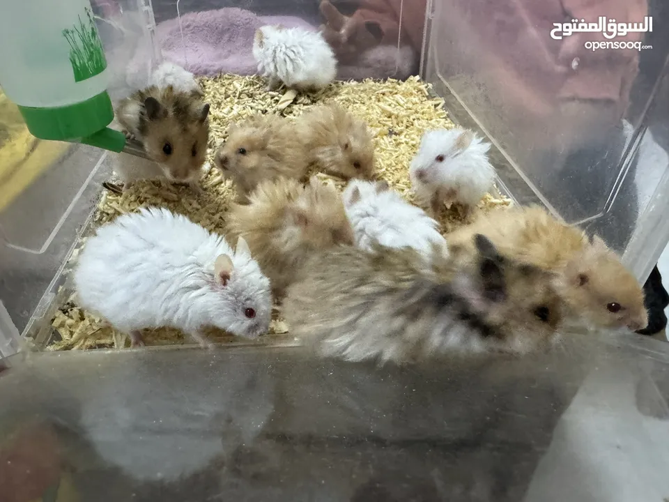 Hamsters up for sale