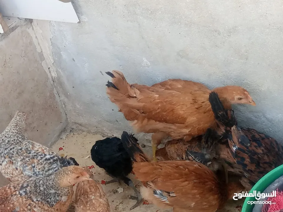 فراخ دجاج عدد 13 للبيع