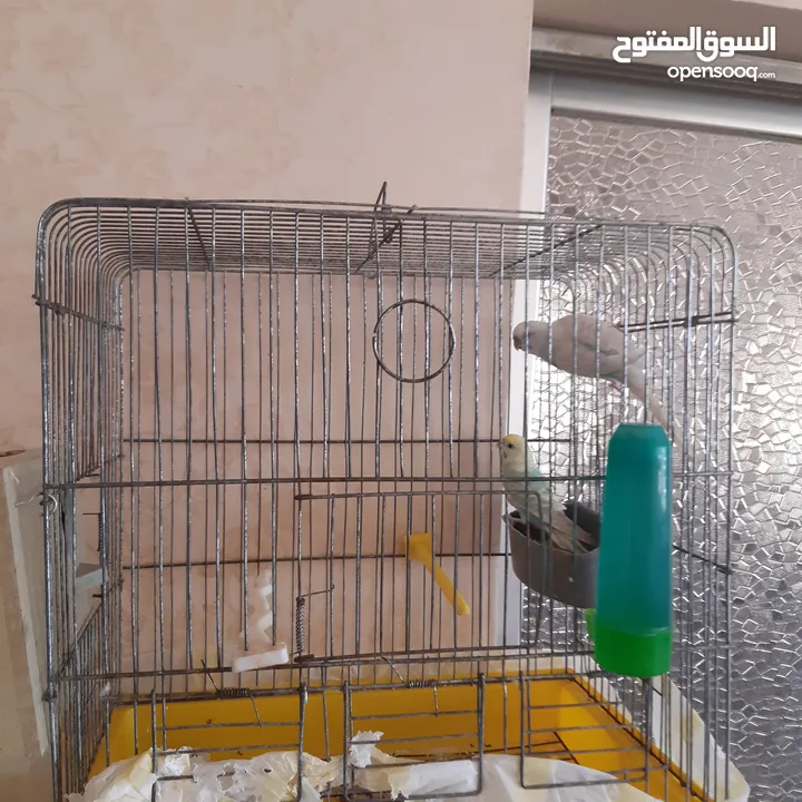 طيور حب للبيع سعر الجوز 15دينار مع قفص والمعالفه وبياضاه . طيور حب انجليزي