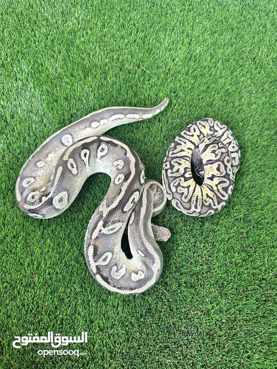 Male and female ball python