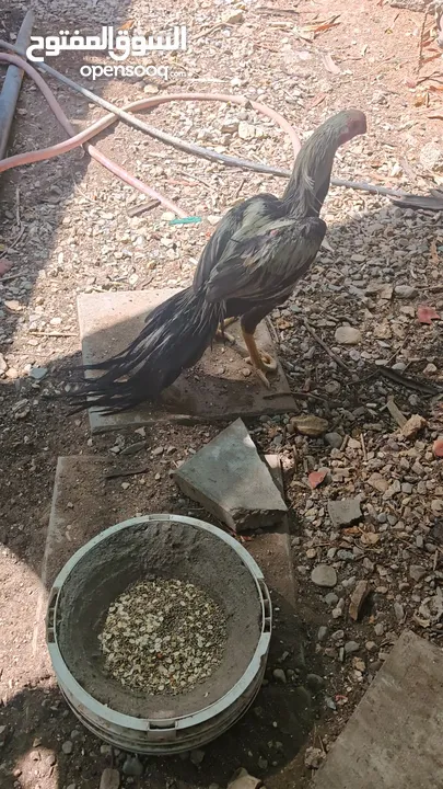 Parrot beak top quality Indian male 5 month age