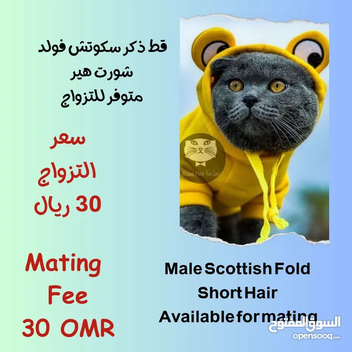Male cats for mating Hotel services for cats