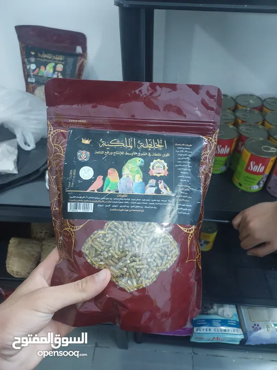 ببغاء كنيور نوع بيرلي و مزيد من الطيور و مستلزماتها