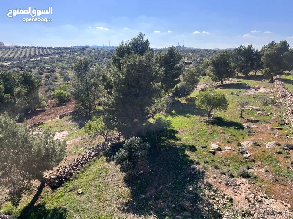 فرصة العمر مزرعة زيتون راقية  طريق اربد عمان كافه الخدمات 17 دونم و نص منتجه