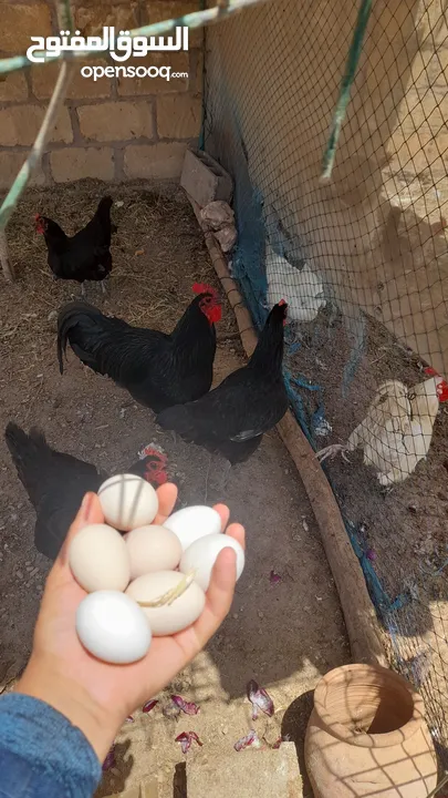 بيض مخصب دجاج  الاسترالوب  والبريس