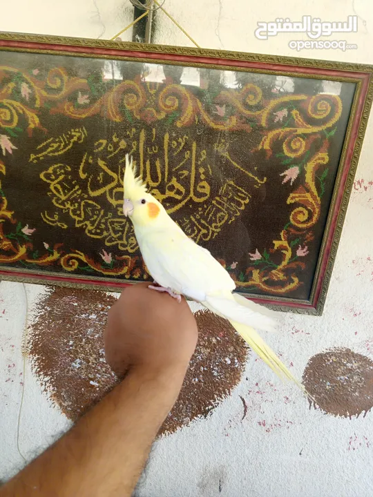 طيور للبيع
