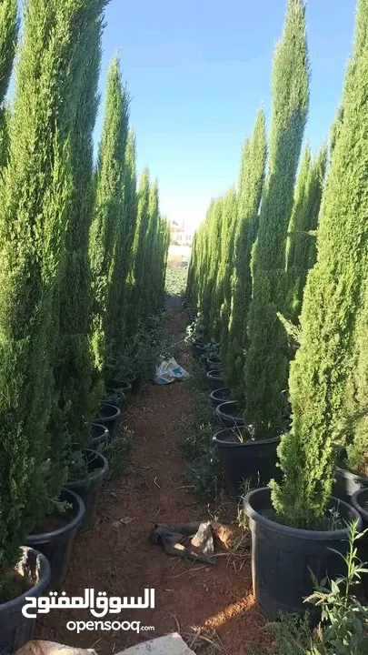 يتوفر جميع أنواع الاشجار  حمضيات لوزيات شجر زينه نسعد بخدمتكم