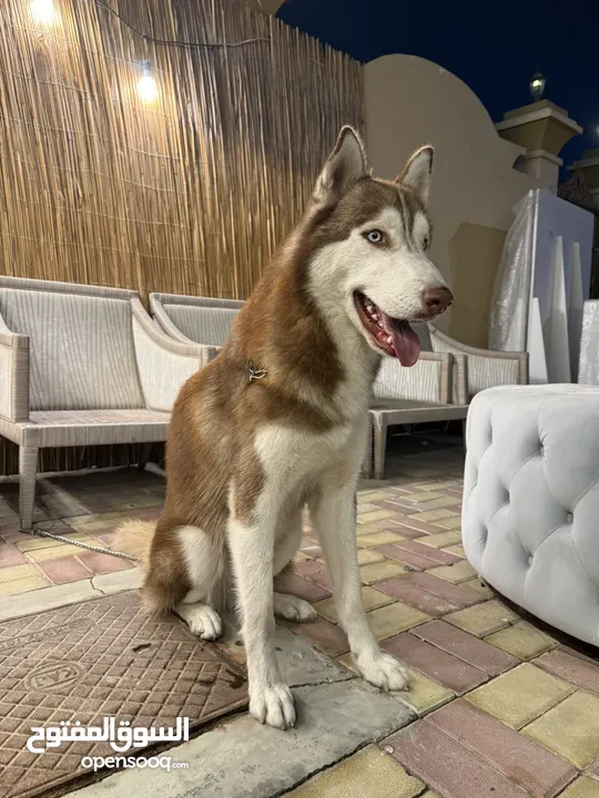 Male husky