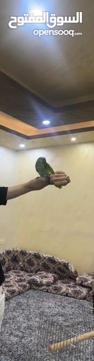 ببغاء امازون بلوفرونتد