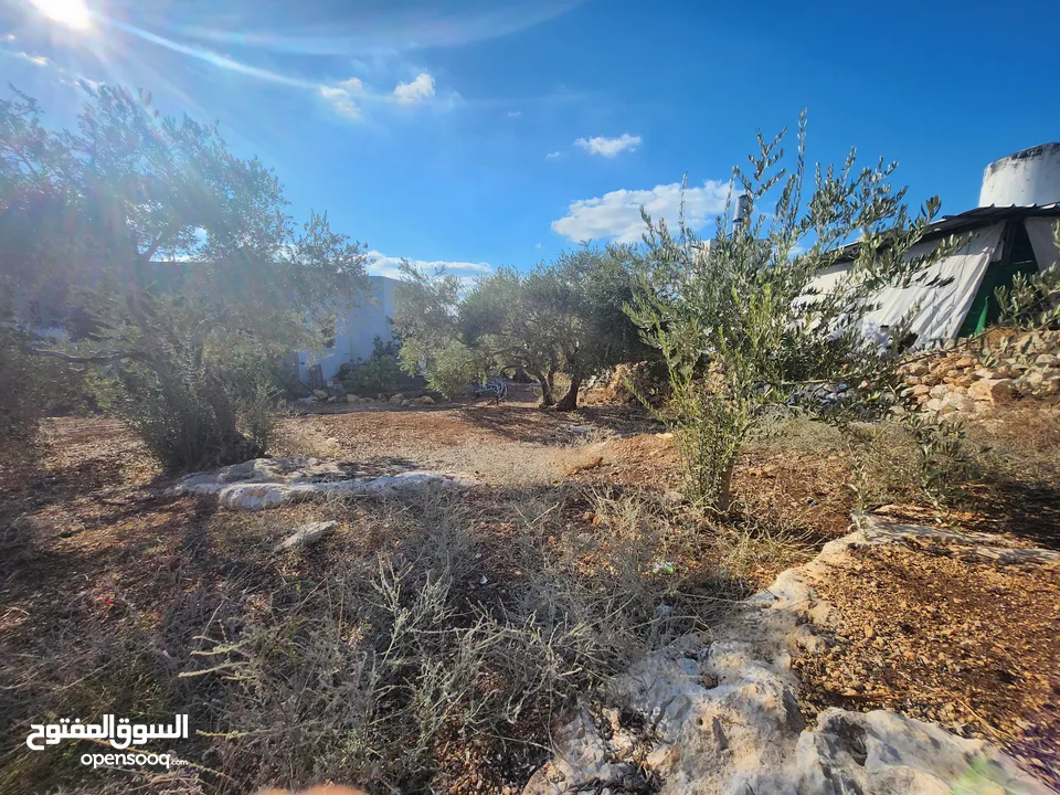 وعرة الشايب/عتيل
