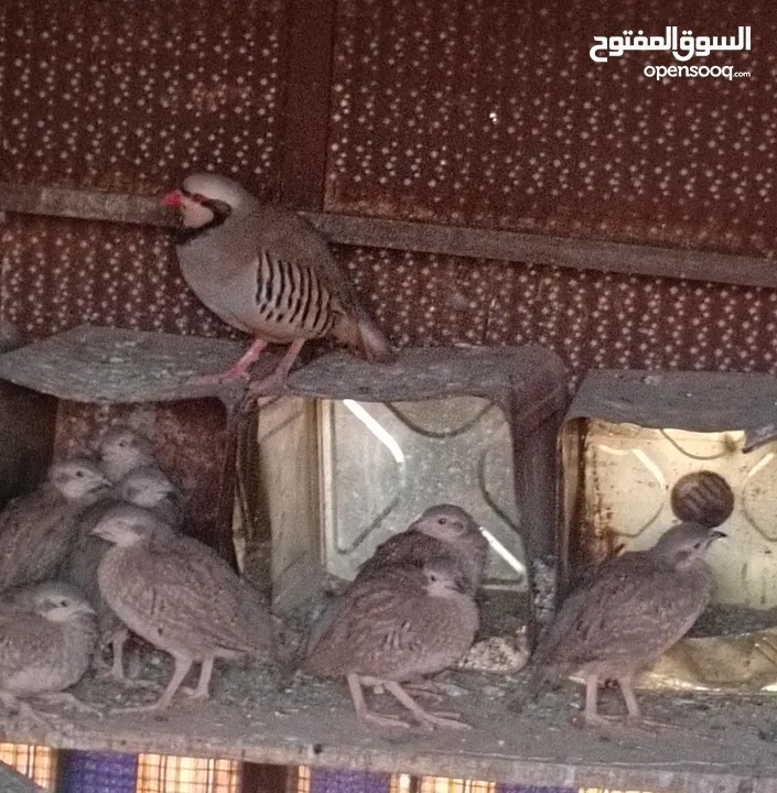 متاح في السلط