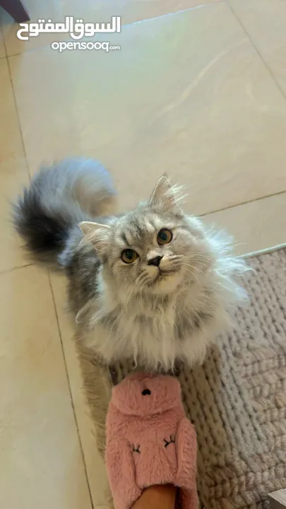 Healthy persian cat 6 months old