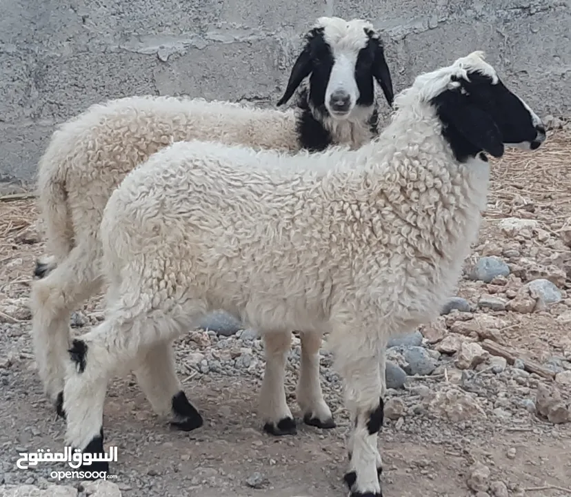 كباشة عمانيات سمان ماشاء الله