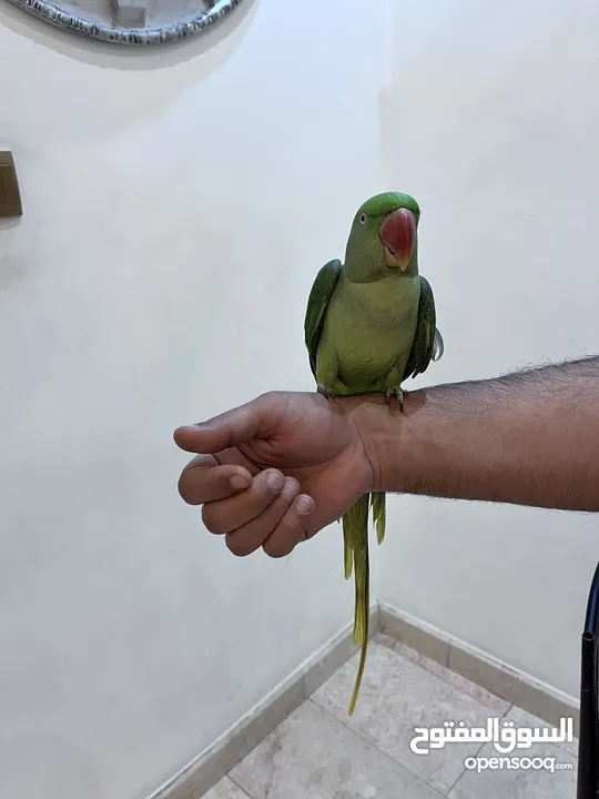 طائر الدر النيبالي /  Daura Nepali parrot