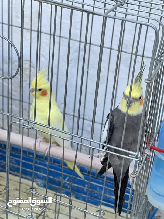 جوز كوكتيل تحتو ثلاث فراخ