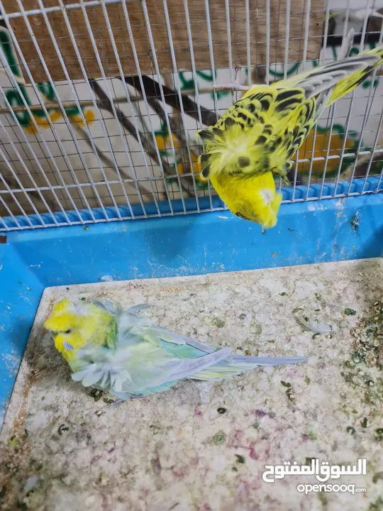مجموعة طيور جواز كلها شغاله أن شاء الله