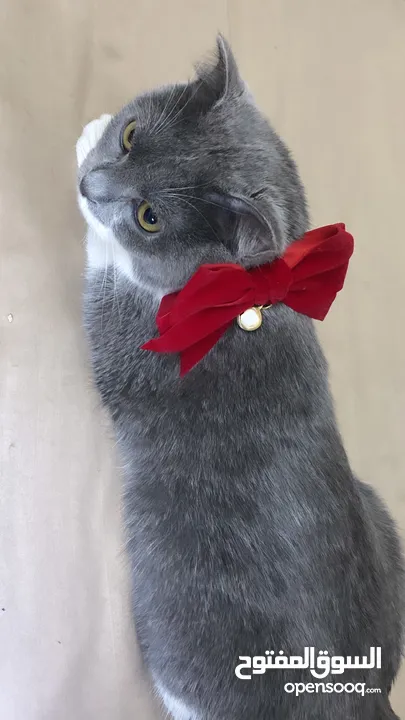 قطط سكوتش فولد موقي للبيع ‏Scottish Fold Moogie Kittens