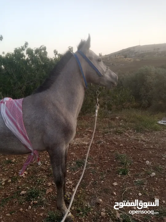 مهر سنه وثلاث