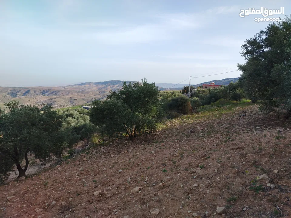 مزرعة زيتون ملوكية اطلالة ع الغرب و جبال فلسطين ع ثلاث شوراع قرب شارع الستين ثغرة السلطان