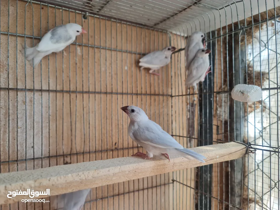 متاح جوزين جاوا مخاليف بايد لون ابيض والمنيوم وجوز لون اسود