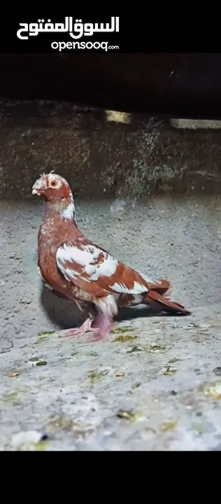 فراخ وفحلين