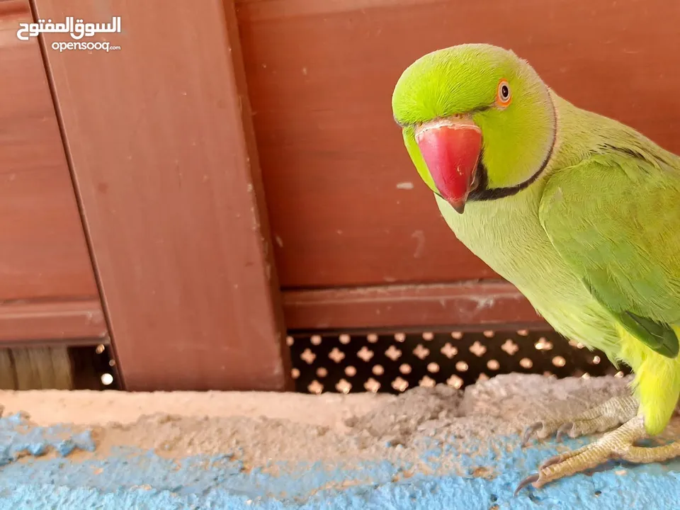 فحل دره اليف ومطوق ذكر بداية كلام لعبه  عجلون