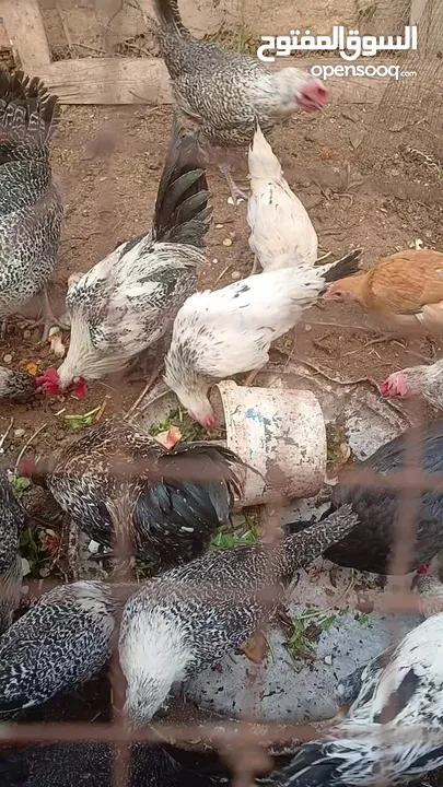 ديوك عدد 5 للبيع