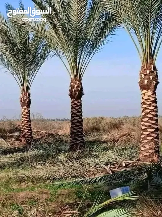 يتوفر جميع أنواع الاشجار  حمضيات لوزيات شجر زينه نسعد بخدمتكم