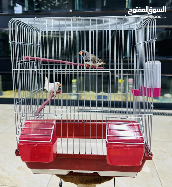 عرض خاص طيور الجنة