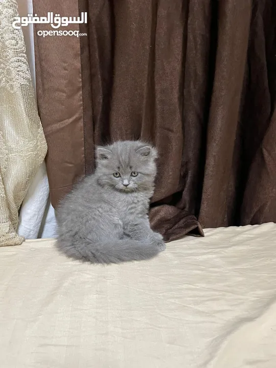 قطط بريتش ستريت وفولد للبيع