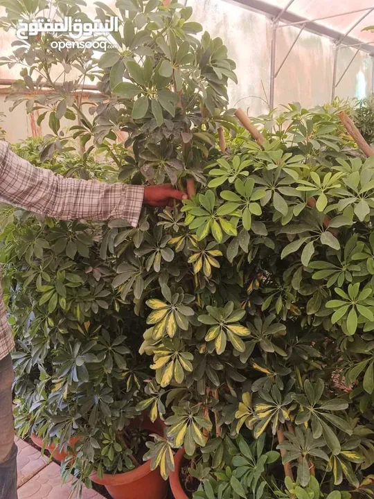 الأشجار المثمرة والزينة تجمع بين الجمال والفائدة، تنسيق وصيانة الحدائق الداخليه والخارجية