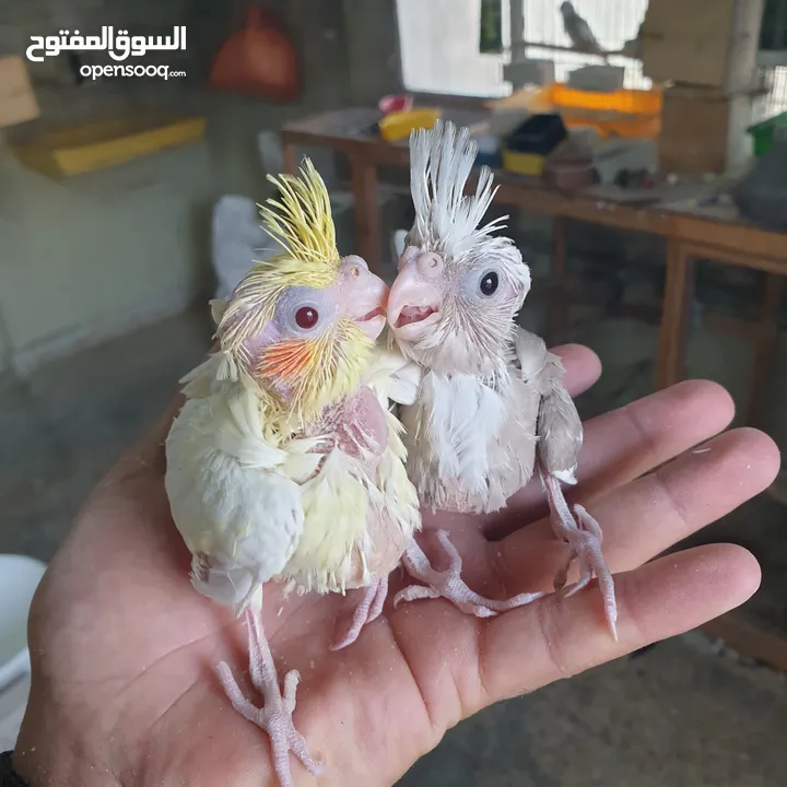 فراخ كوكتيل للزق اليدوي
