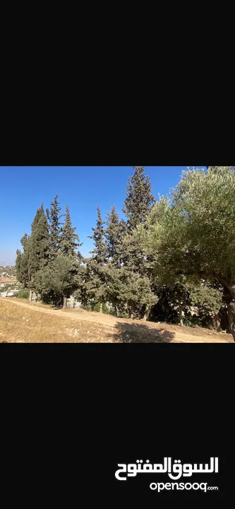 قطعت ارض في أم جوزه دنم و 23 متر (قابل  للتفاوض)موقع رائع الحجر مستورد من نابلس و انبا في 1950