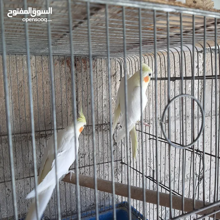 كوكتيل لاتينو شغال