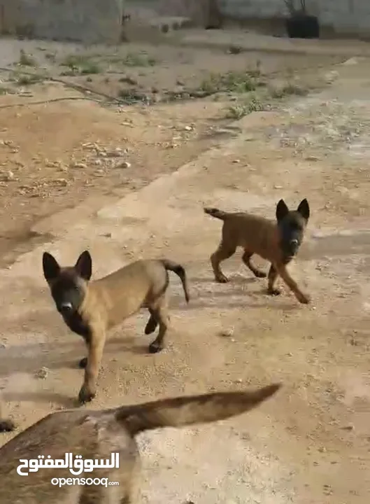 جراو بلجم مالينو مستوا عالي للبيع