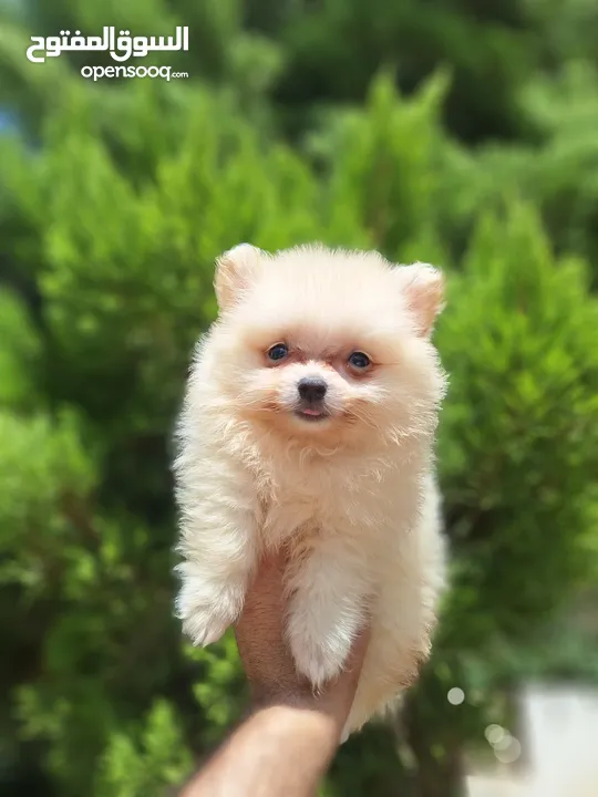 بومارينيان تيكب أصغر حجم مستوى عالي جدا pomeranian t_cup