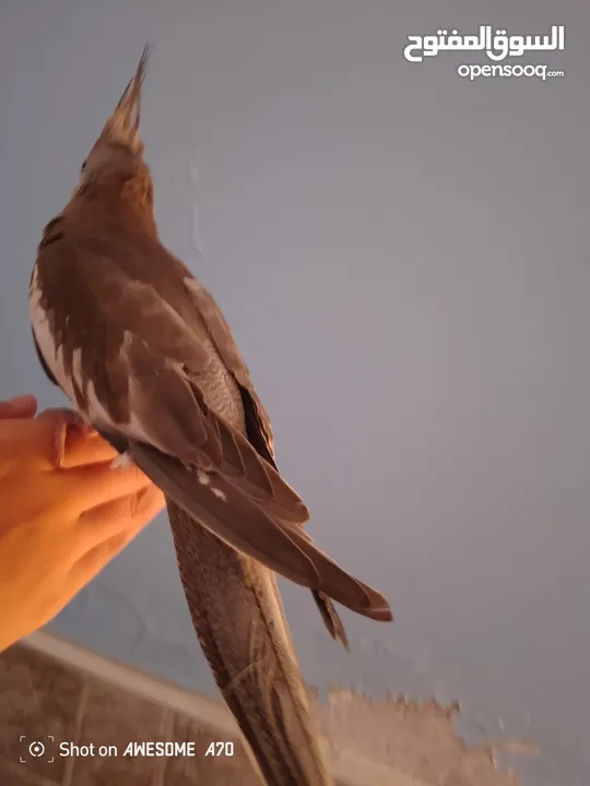 ببغاء كوكتيل وايت فيس اليف جدا