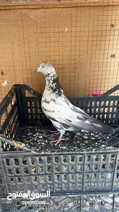 Pigeon for sale- حمامة للبيع