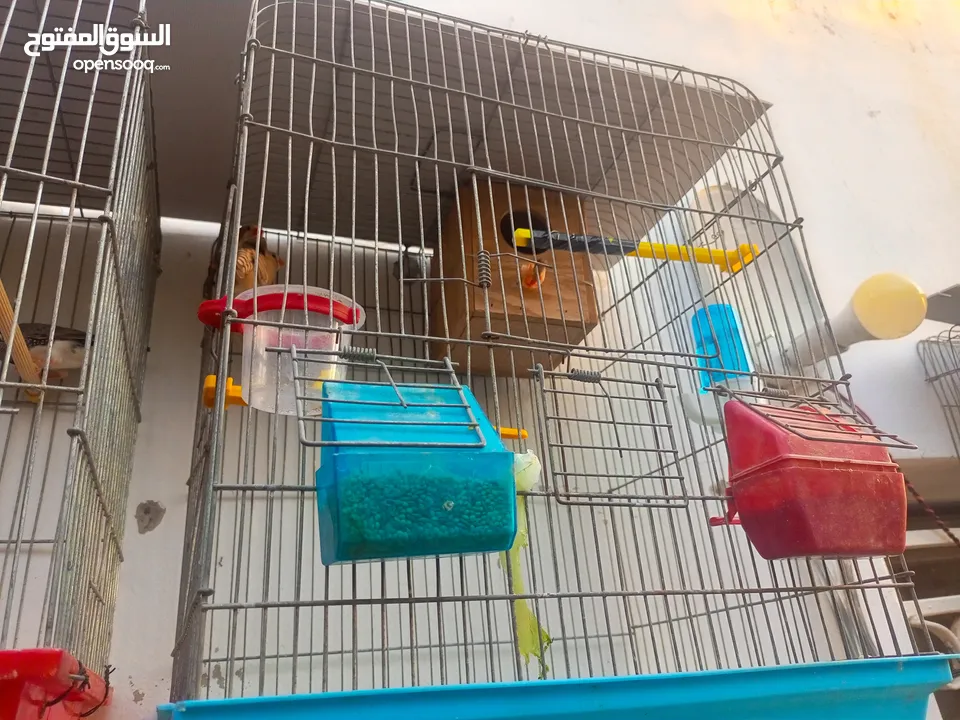 ثلاث جواز جانبو  جنه جوز تحتهم بيض