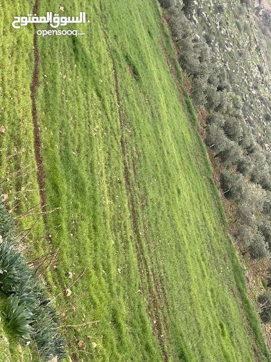 ارض للبيع في جرش الكفير بجانب عنيبه 3400متر مفروزه بقوشان مستقل مطله اطلاله عالغرب والجنوب