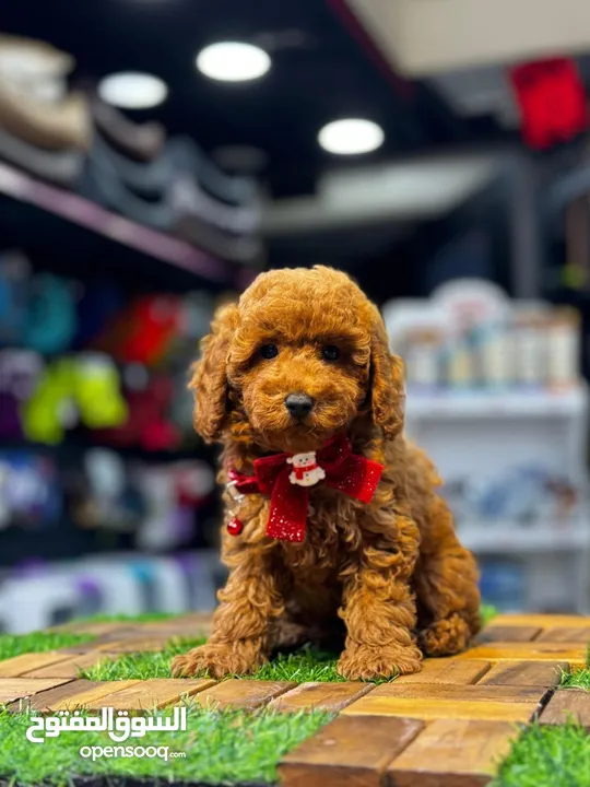 toy poodle انثى توي بودل اصغر حجم
