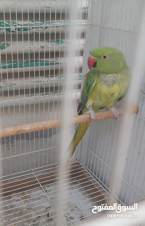 Parrot female