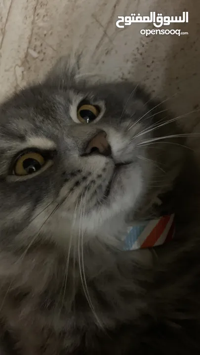 Scottish Fold + Himalayan