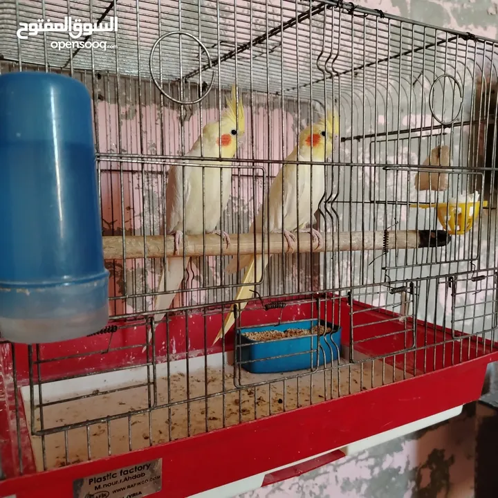 جوز كوكتيل لاتينو