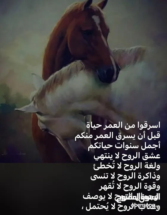 شاشه تلفزيون