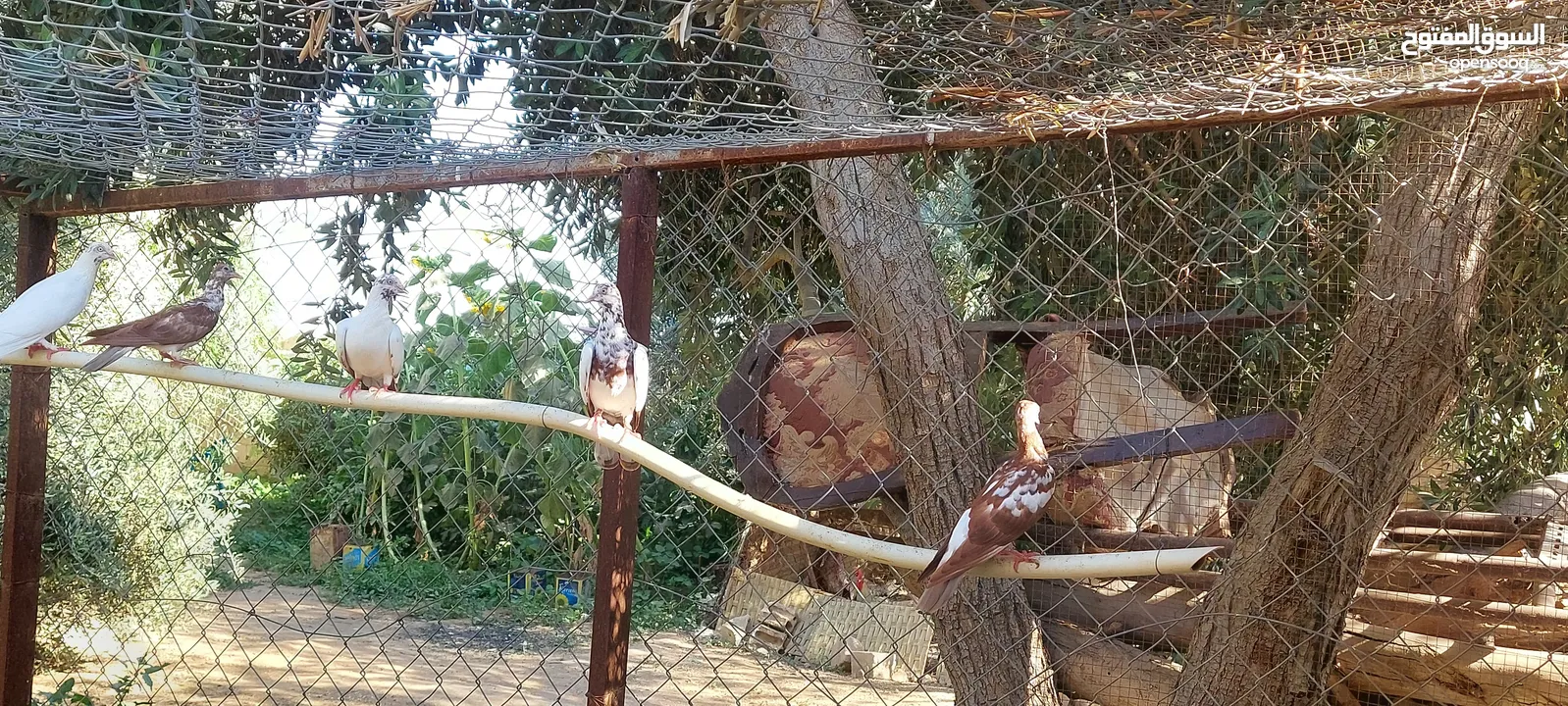 جواز للبيع