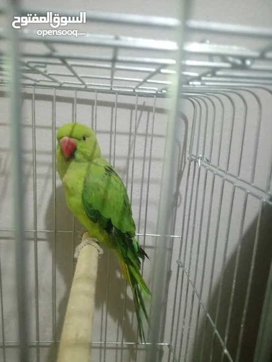 عصفور دراة