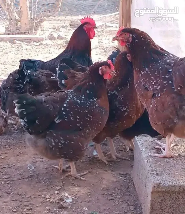 بيض مخصب وصيصان دجاج سلالات