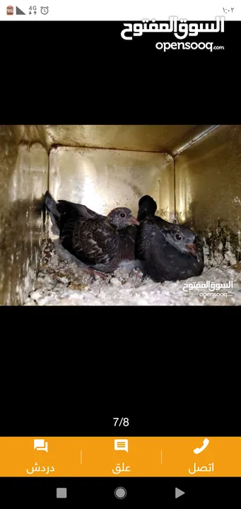 زغاليل طازجه جاهزه للطبخ الجوز 2.50 من الآخر مهما كانت الكميه