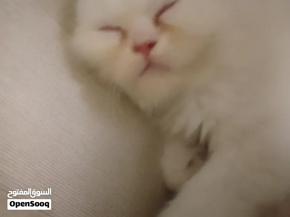 beautiful kitten 2 month old for sale